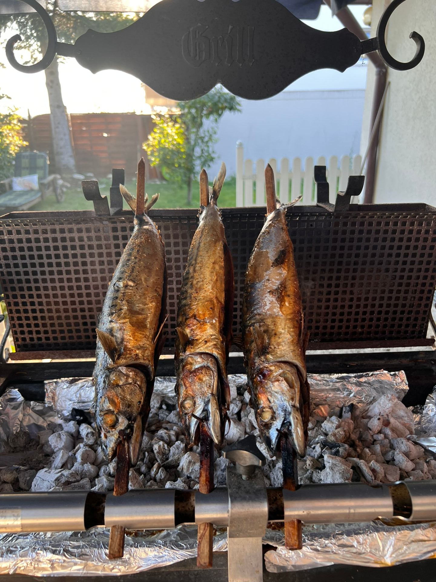 Three mackerel on sticks grilling over charcoal in a garden