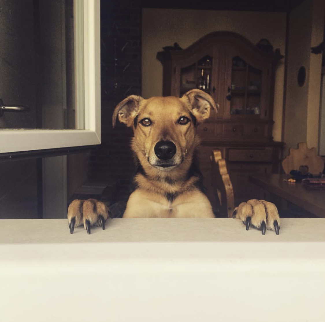 Dog looking into the camera with paws on the window sill